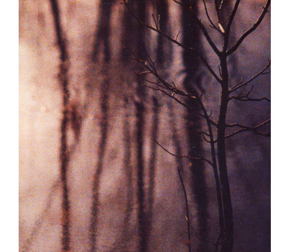 "Bare Tree Pond" Photograph by Duncan Green